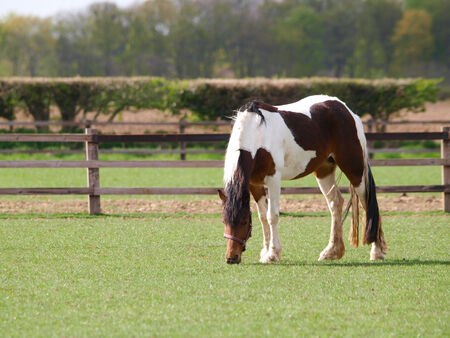 A skewbald horse grazes alone in a paddock.の写真素材