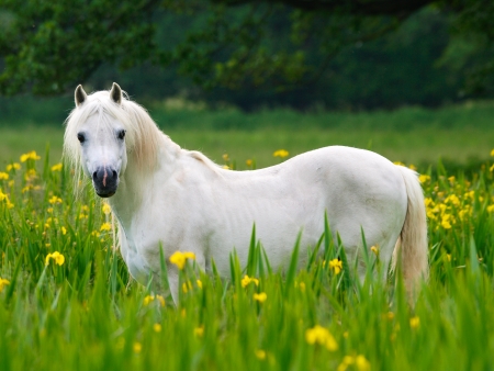 A beautiful white stallion stands in a meadow of wild flowers.の写真素材