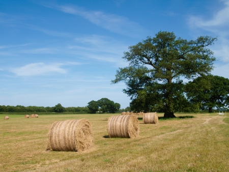 A field full of round bales of hay under a big blue sky.