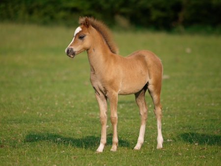 A beautiful young foal stands by itself in a paddockの写真素材