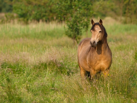 A beautiful dun Connemara pony stands in a paddock