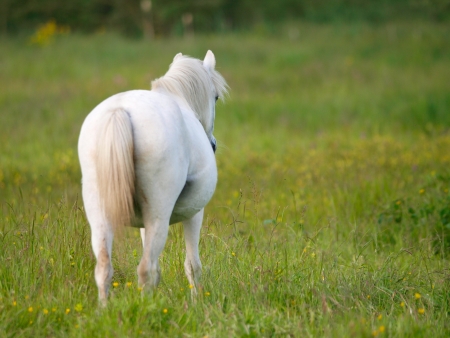 A grey welsh pony stands alone in a summer pasture.の写真素材