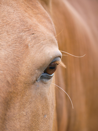 A close up of the side of the face of a chestnut horse.の写真素材