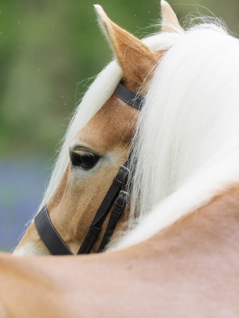 A head shot of a Haflinger stallionの写真素材