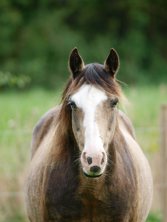 A head shot of a roan horse in a paddock.の写真素材