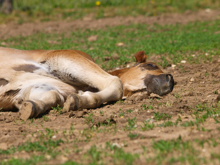 A Suffolk Punch foal lays down asleep in a paddock.の写真素材