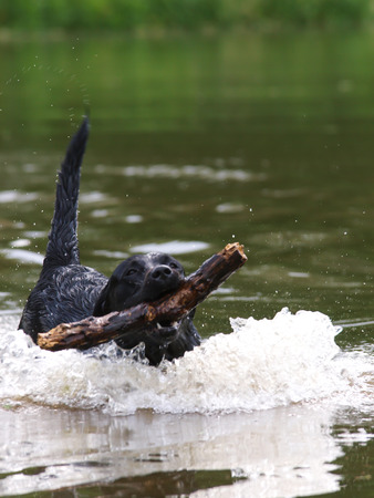 A black dog plays with a stick in a river.の写真素材