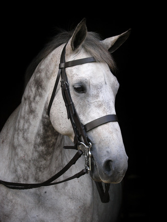 A head shot of a pretty grey horse in a double bridle.の写真素材