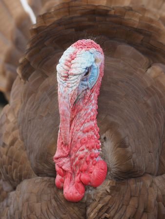 A close up of a turkeyの写真素材
