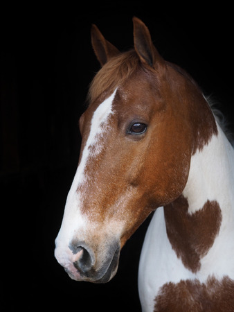 A head shot of a skewbald horse against a black background.の写真素材