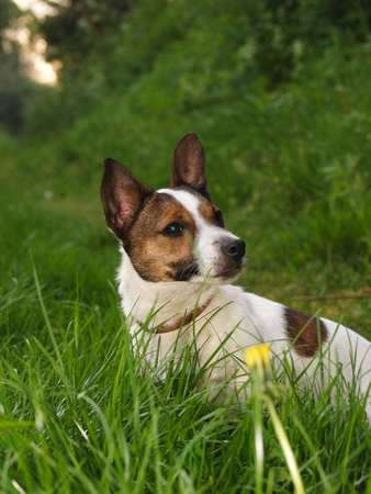A cute terrier puppy sits in long grass.の写真素材