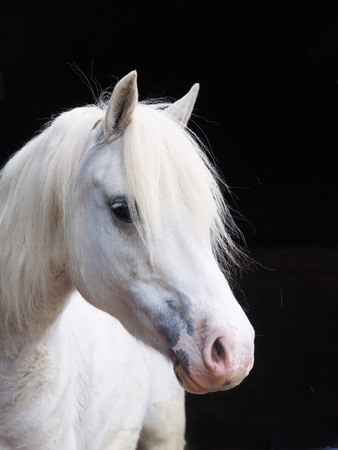 A head shot of a grey Welsh Section A pony on a black background.の写真素材
