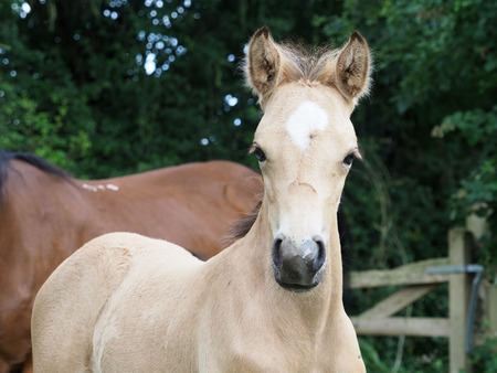 A head shot of a pretty foal outdoors in a paddock.の写真素材