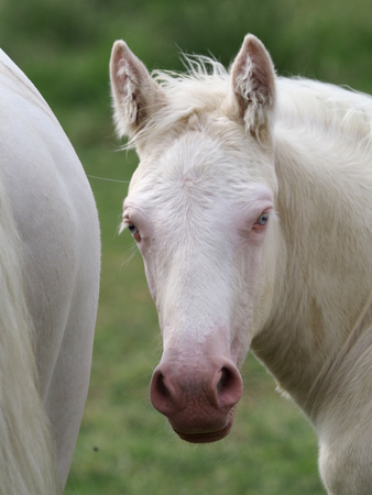 A head shot of a Cremello foal with blue eyes.の写真素材