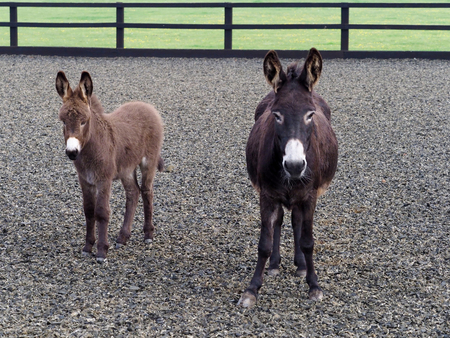 A female donkey stands with her donkey foal.の写真素材
