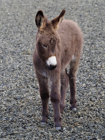 A cute baby donkey foal standing outside.