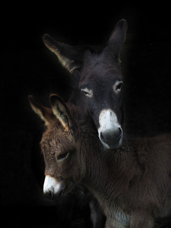 A female donkey stands with her donkey foal.