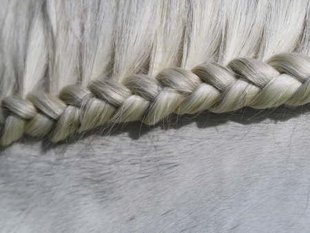A close up photo of the mane of a grey horse which has been braided.
