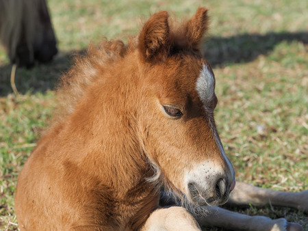 A pretty shetland pony foal in a paddock.の写真素材