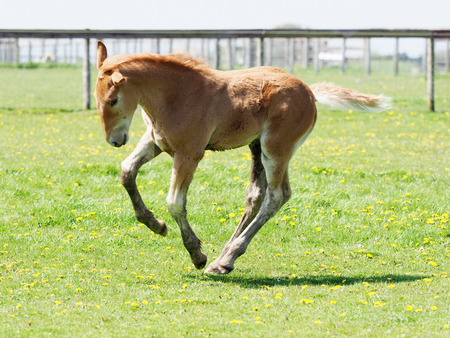 A rare Suffolk Punch foal plays in a summer paddock.の写真素材