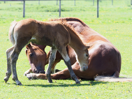 A rare breed Suffolk Punch mare and foal.の写真素材