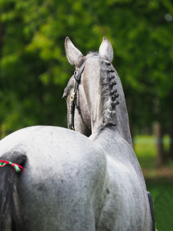 A head shot of a horse in the show ring taken from behind the horse.の写真素材