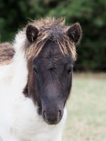 A cute miniature shetland pony foal in a paddock.の写真素材