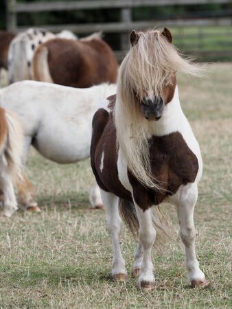 Miniature Shetland stallion stands in a winter paddock.の写真素材
