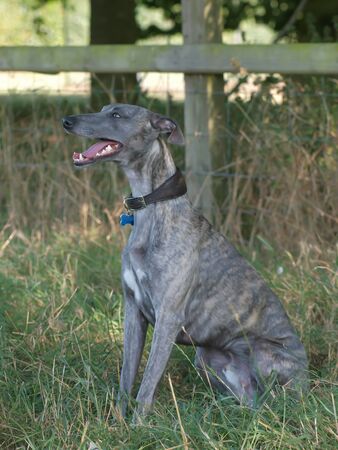 A beautiful dog cools off in the shade on a hot sunny day.の写真素材
