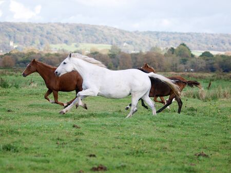 A small herd of horses including mares and foals gallop through a paddock.