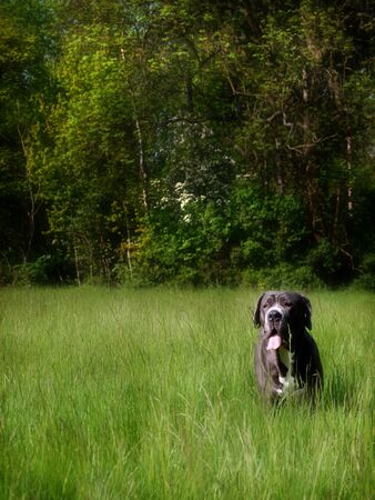 A large grey Mastiff type dog plays in a summer meadow of long grass.の写真素材