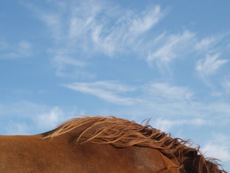 A close up of the neck of a rare breed Suffolk Punch horse against a big blue sky.の写真素材