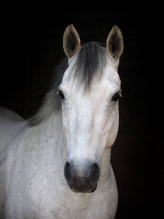 A headshot of a grey native pony isolated against a black background.の写真素材