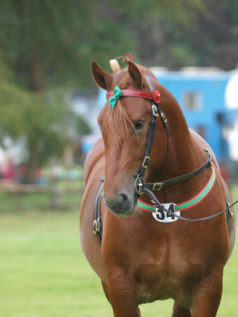 A rare breed Suffolk Punch stallion in show harness.の写真素材