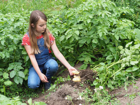 A pretty young girl with long hair works in a small vegetable garden.の写真素材