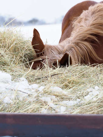 A young horse eats hay during cold winter months in a snowy field.の写真素材