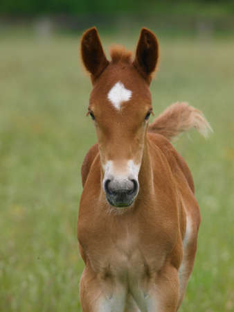A rare breed Suffolk Punch foal in a summer paddock.の写真素材