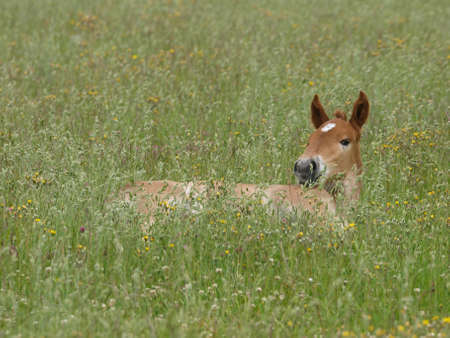 A rare breed Suffolk Punch foal lays down in long Summer grass.の写真素材