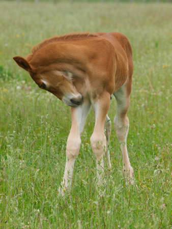 A rare breed Suffolk Punch foal in a summer paddock.の写真素材