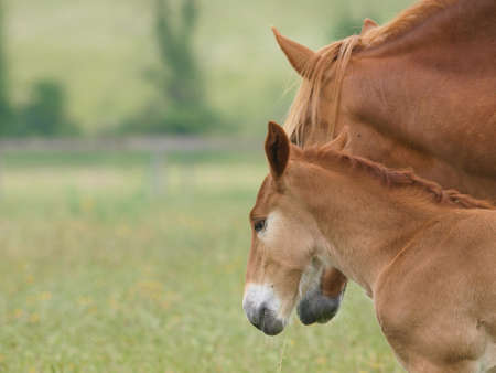 A rare breed Suffolk Punch foal stands in a summer paddock next to his mother.の写真素材