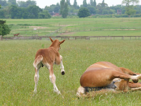 A Suffolk Punch foal stands next to its mother which is rolling in a paddock.の写真素材