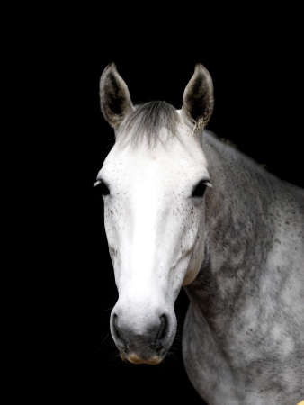 A headshot of a dapple grey horse against a black background.