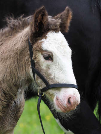 A head shot of a cute cob foal in a foal slip.の写真素材