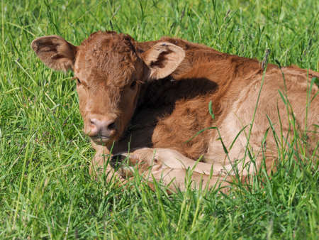 A young rare breed calf lays down in a grassy paddock.の写真素材