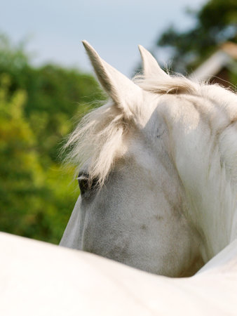 A headshot of a grey horse shoot from behind showing the curve of the back and neck.の写真素材