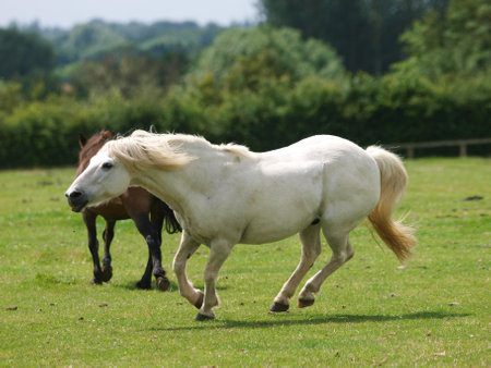 A grey horse shows its dominance over the other members of the herd.の写真素材