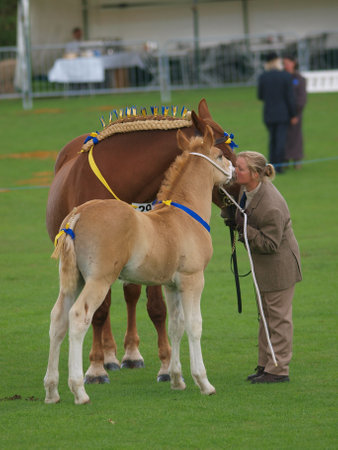 A handler kisses a Suffolk Punch foal in the show ring.のeditorial素材
