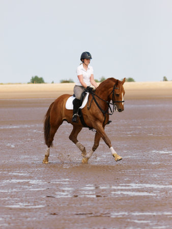 A horse and rider go for a leisure ride through the sea.のeditorial素材