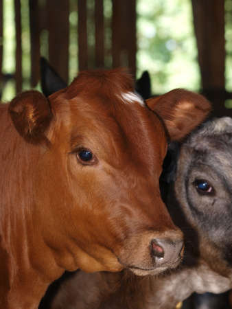 A head shot of a pretty adult cow in a barn.