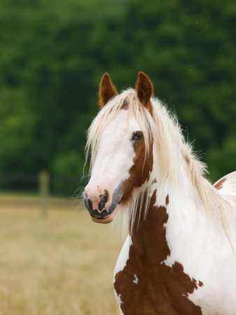 A skewbald gypsy cob with a long mane in a paddock.の写真素材
